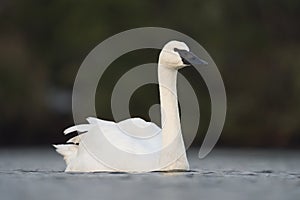 Trumpeter Swan resting at lakeside photo