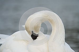 Trumpeter Swan resting at lakeside