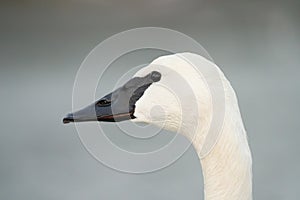 Trumpeter Swan resting at lakeside