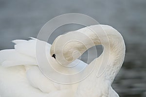 Trumpeter Swan resting at lakeside photo