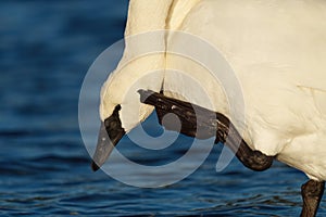 Trumpeter Swan resting and scratching at lakeside photo