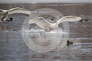 Trumpeter Swan running and taking off on lake