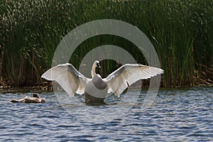 Trumpeter swan setting its wings