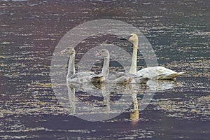 Trumpeter Swan Adult with Cygnets in Alaska