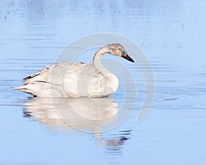 Trumpeter Swan Cygnet in Alaska