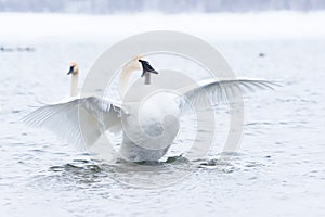 Trumpeter swan strutting in front of females photo