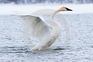 Trumpeter swan strutting photo