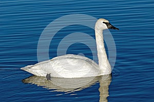 Trumpeter Swan Swimming