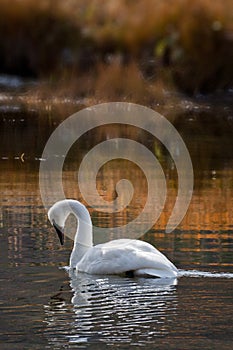 Trumpeter Swan Swimming in Golden Reflections