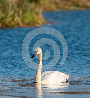 Trumpeter Swan swimming on lake photo