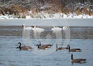 Trumpeter Swan swimming on lake