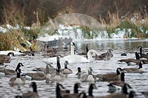 Trumpeter Swan swimming on lake