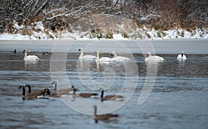 Trumpeter Swan swimming on lake