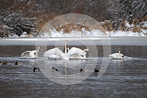 Trumpeter Swan swimming on lake