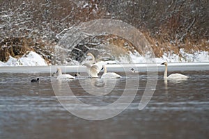 Trumpeter Swan swimming on lake