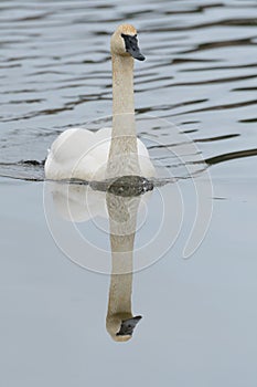 Trumpeter Swan swimming on lake