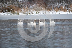 Trumpeter Swan swimming on lake