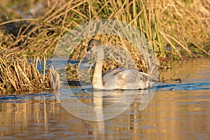 Trumpeter Swan swimming on lake