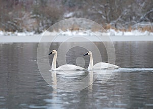 Trumpeter Swan swimming on lake