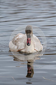 Trumpeter Swan swimming on lake