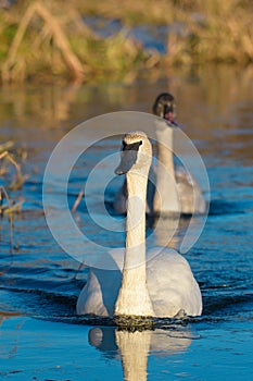 Trumpeter Swan swimming on lake