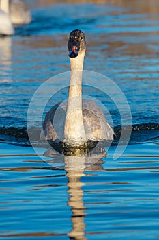 Trumpeter Swan swimming on lake