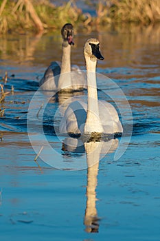 Trumpeter Swan swimming on lake