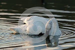 Trumpeter Swan swimming on lake