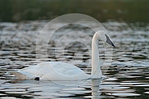 Trumpeter Swan swimming on lake