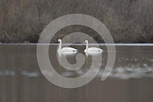 Trumpeter Swan swimming on lake