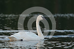 Trumpeter Swan swimming in a lake
