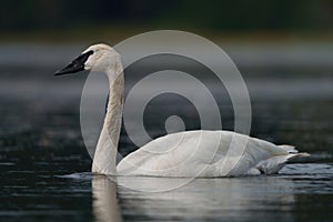 Trumpeter Swan swimming in a lake