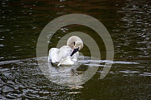 A trumpeter swan swimming in a rive