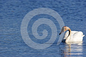 Trumpeter Swan Swims   700982