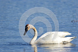 Trumpeter Swan Swims  700989