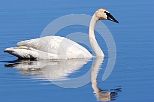 Trumpeter Swan Swims   707708