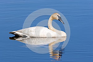 Trumpeter Swan Swims   707713