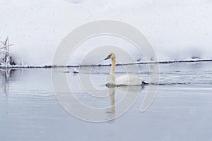 Trumpeter swan swims down Madison River in winter water in Madison River