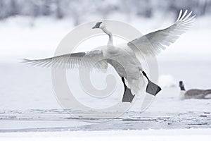 Trumpeter Swan with wings fully extended