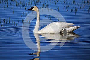 Trumpeter swan in Yellowstone National Park, Wyoming