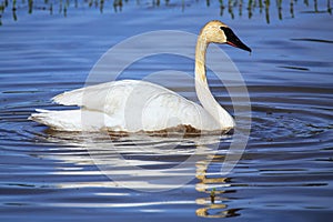 Trumpeter swan in Yellowstone National Park, Wyoming