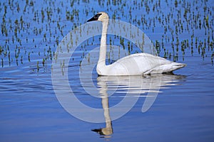 Trumpeter swan in Yellowstone National Park, Wyoming