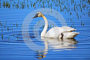 Trumpeter swan in Yellowstone National Park, Wyoming