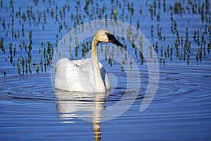 Trumpeter swan in Yellowstone National Park, Wyoming