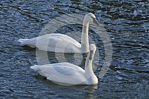 Trumpeter Swans photo