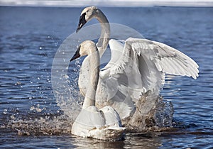 Trumpeter Swans