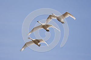 Trumpeter Swans