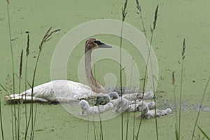 Trumpeter Swans adult and cygnets cygnus buccinator