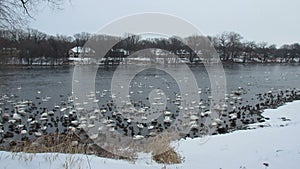 Trumpeter Swans, Canadian Geese, and Mallard Ducks