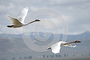 Trumpeter Swans (Cygnus buccinator)